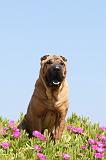 SHAR-PEI 092